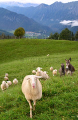 Donkeys and sheep - Slovenian Alps Lower Carniola Slovenia
