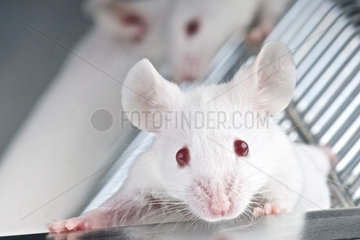 Laboratory mice (Mus musculus)  Netherlands