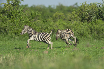 Burchell's Zebra (Equus burchellii) male chasing a female  Kruger  South Africa
