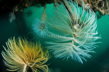 Spirograph worms  Artificial reef off Valras  Gulf of Lion  Mediterranean  France
