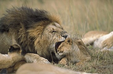 Lion grondant un lionceau Masaï-Mara Kenya