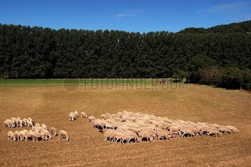 Troupeau de moutons France