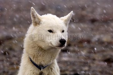 Alaskan Husky behält das Lager einer Weiterleitung in Spitzberg