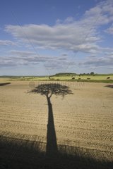 Corn lifting in a field with a tree shadow France