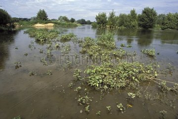 Aquatic plants on Loire river France