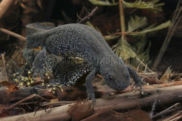 Courtship behaviour of Northern Crested Newt