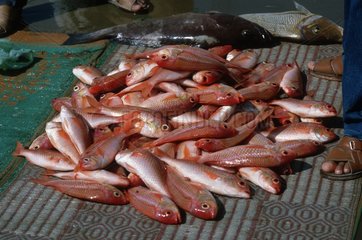 Red fish for sale at market stall Muscat Sultanate of Oman