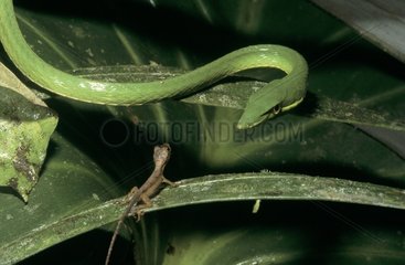 Green Vine Snake about to catch its prey French Guiana