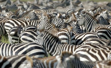 Grants Zebras in Savanna Tansania