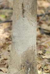 Wildschwein auf einem Baumstamm Indien verschmieren