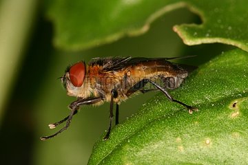 Tachinid fly on a leaf Annevoie Belgium