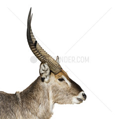 Portrait of Waterbuck (Kobus ellipsiprymnus) on white background  Kruger National park  South Africa