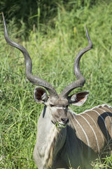 Greater Kudu eating grass along river - Kruger South Africa