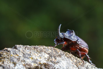 Rhinoceros Beetle on rock - Tietar Valley Spain