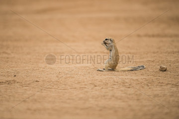 Portrait of South african ground squirrel (Xerus inauris) eating sitting on its tail  Namibia