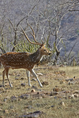 Male Axis deer - Ranthambore Rajasthan India