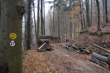 Walkers in a beech forest and cutted wood Odenwald