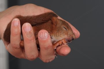 Junge europäische rote Eichhörnchen  der in der Hand eines Trainers schläft