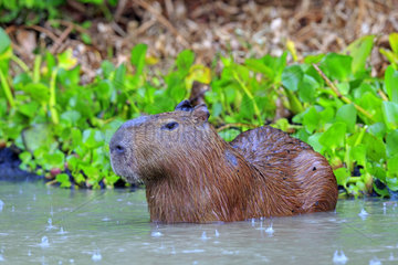 Capybara (Hydrochaeris hydrochaeris)  Pantanal area  Mato Grosso  Brazil