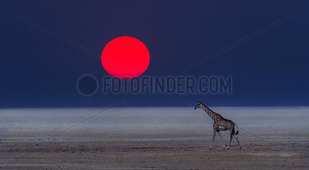 Giraffe (Giraffa camelopardalis) walking in Etosha Pan at the sunset time  Namibia  Etosha national park