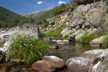 Mountain river at spring - Sierra de Gredos Spain