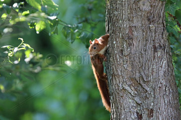 Red squirrel (Sciurus vulgaris) on a trunk  Normandy  France