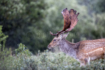 Fallow Deer (Dama dama)  male in the rain  Tres Cantos  Madrid  Spain