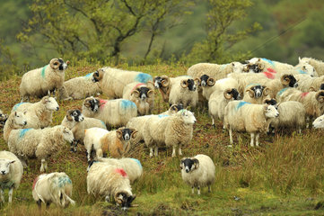 Scottish Blackface Sheeps - Scotland