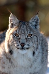 Portrait of Eurasian Lynx Area of Orsa in Sweden