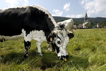 Vache Vosgienne au pré Vosges France