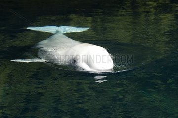 Beluga swimming Aquarium Vancouver British Columbia