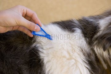 Anwendung eines Produkts Anti-Chip auf einen Hund Frankreich