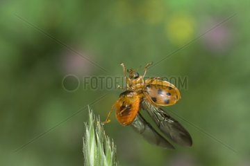 Asian lady beetle flying Saône et Loire France