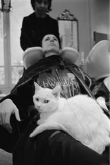 Cat lying down on the knees of a woman at the hairdresser