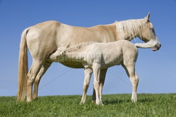 Foal Hispano-Arab horse sucking his mother at the park