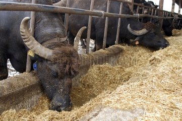 Biological breeding of Bufflonnes Italy
