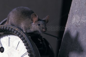 Common house mouse on an old clock in an attic France