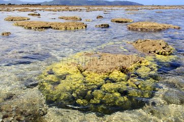 Mired coral at low tide full moon Comoro Islands