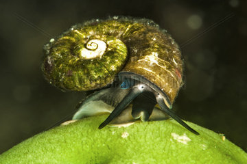 Baikal Aquatic snail (Megalovalvata baicalensis) on a freshwater sponge at the bottom of Lake Baikal  Siberia  Russia