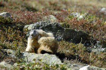 Alpine Marmot Vanoise Mountain Range Frankreich