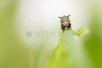 Horned Treehopper on a rod - Alsace France