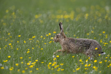 Brown Hare running in a flowering meadow at spring - GB
