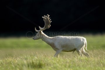 White Fallow deer on meadow Denmark