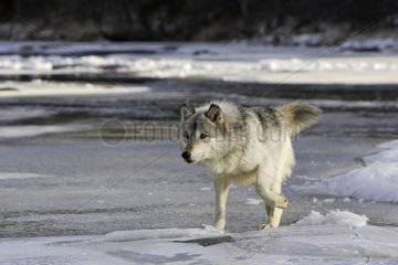 Gray wolf running on the ice in the United States