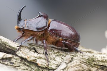 European rhinoceros beetle on dead wood Bulgaria
