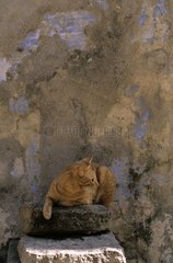 Red-haired cat lying down on a stone against a wall India