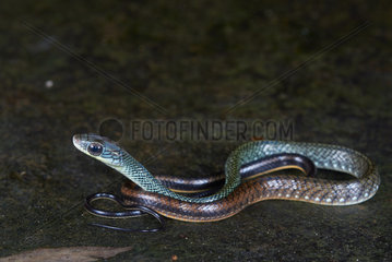 White-bellied Rat Snake   Brown Rat Snake (Ptyas fusca)  Kubah national park  Sarawak  Borneo  Malaysia