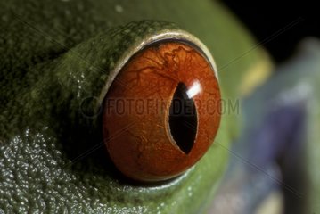 Oeil de Rainette à yeux rouges Amérique Centrale