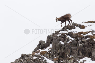 Chamois (Rupicapra rupicapra) walking in snow and rocks in spring  Alpes  France