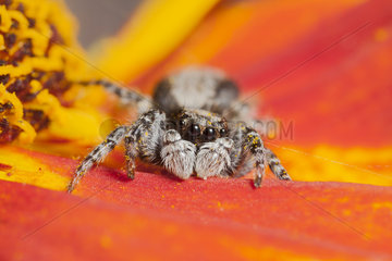 Jumping Spider on flower - France
